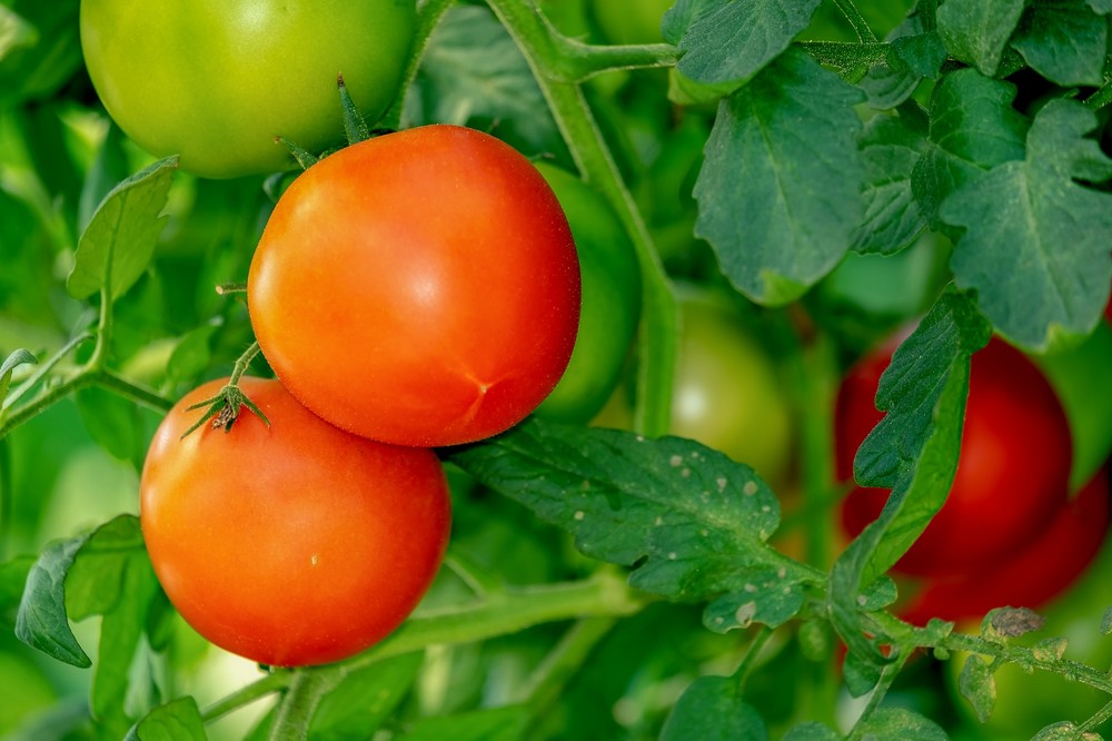 La Unión Europea importó un 9% más de frutas y hortalizas marroquíes en 2020