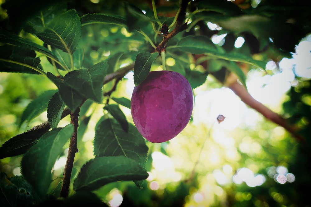 La campaña de fruta de hueso en 2021 comienza con una buena floración en las regiones tempranas