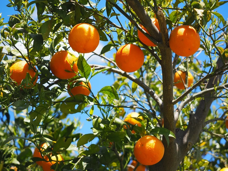  La Comunidad dicta normas para atajar la enfermedad del ‘mal seco’ en las plantaciones de cítricos