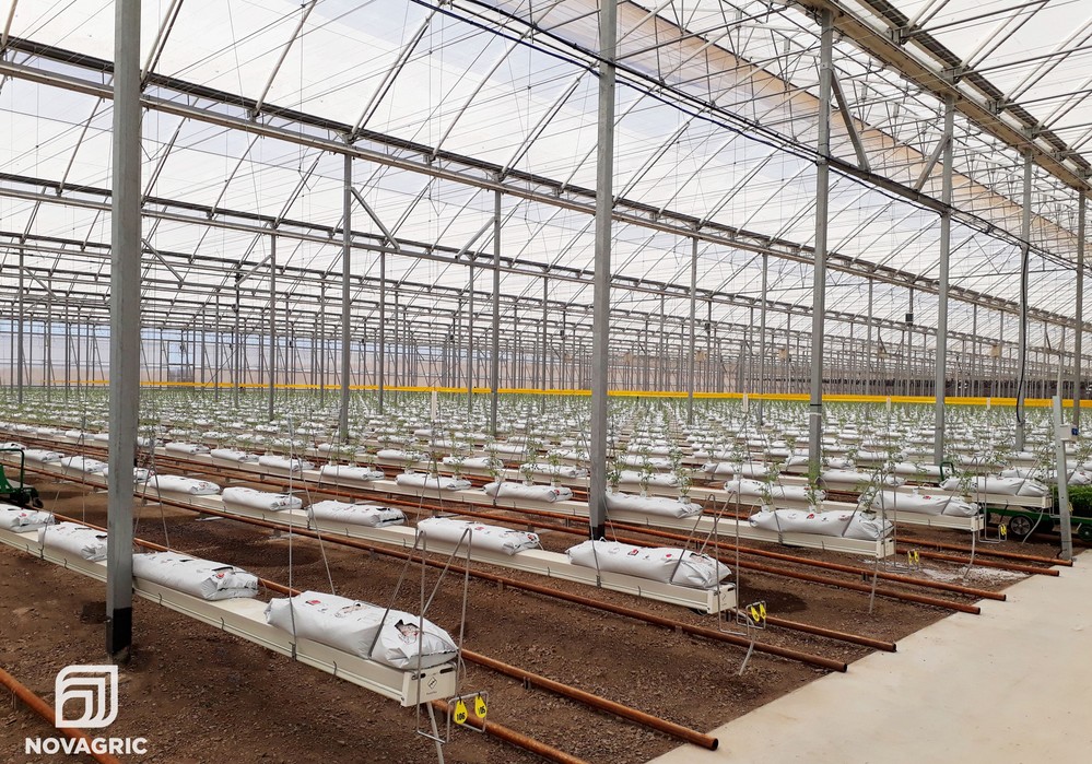 Looije SL aumenta su producción de cherry en el año más difícil