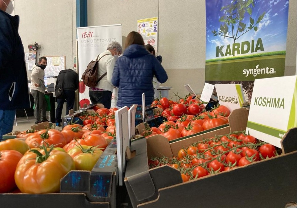 Syngenta posiciona a Ibai y Koshima  como variedades tipo de su proyecto  ‘Un país de tomates 2.0’