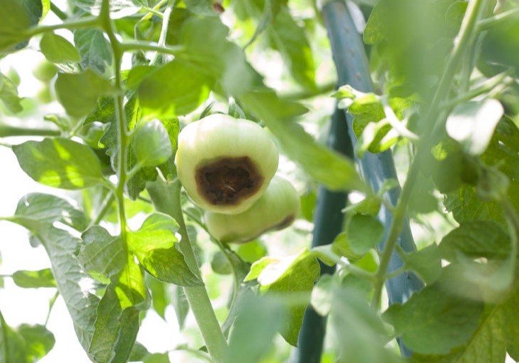 HaifaStim™ Bioestimulantes, la pieza que completa el enfoque Plant 360º de Haifa