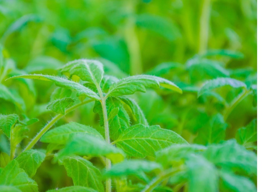 La agricultura sostenible al alcance de todos gracias al catálogo de soluciones ecológicas de Herogra Especiales
