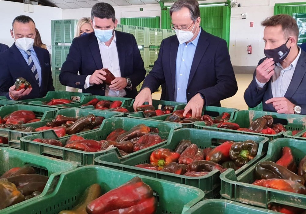La calidad del pimiento de la Región permite su consolidación en mercados europeos y aumentar las ventas por exportaciones un 8 por ciento