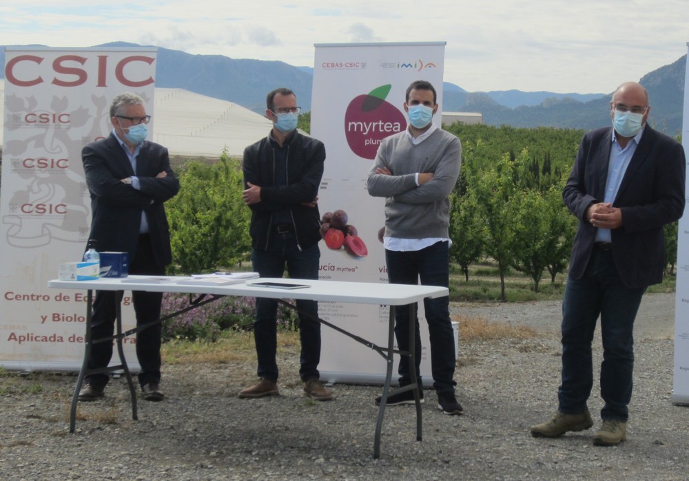 El IMIDA y el CEBAS-CSIC presentan sus dos primeras variedades de ciruela que podrán comenzar a cultivarse este mismo año