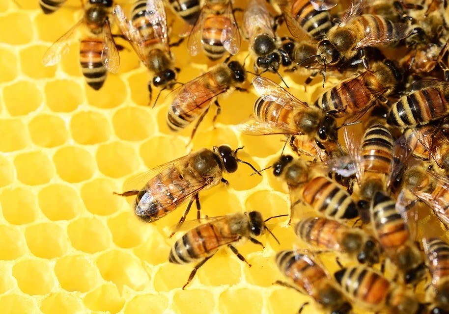 La Comunidad organiza un curso sobre apicultura para poner de relieve su utilidad a la hora de diversificar la producción en explotaciones agrarias