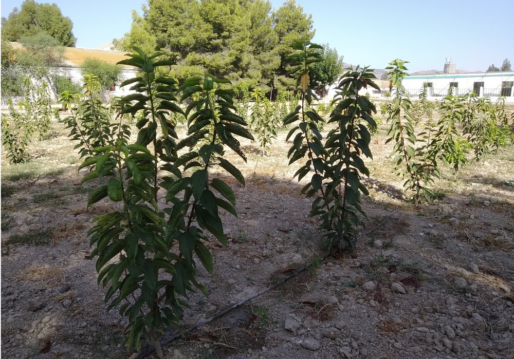 El proyecto para la obtención de nuevas variedades de cerezo en el Valle del Guadalentín entra en su tercer año con resultados positivos