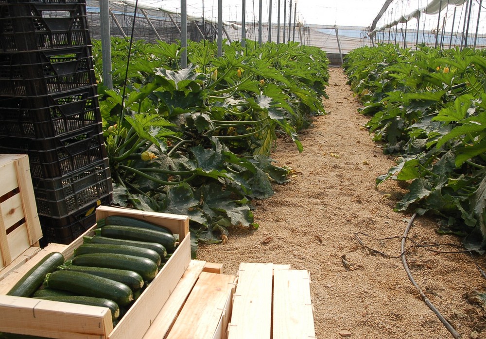 Entran en vigor modificaciones en el reglamento sobre fondos y programas operativos de frutas y hortalizas