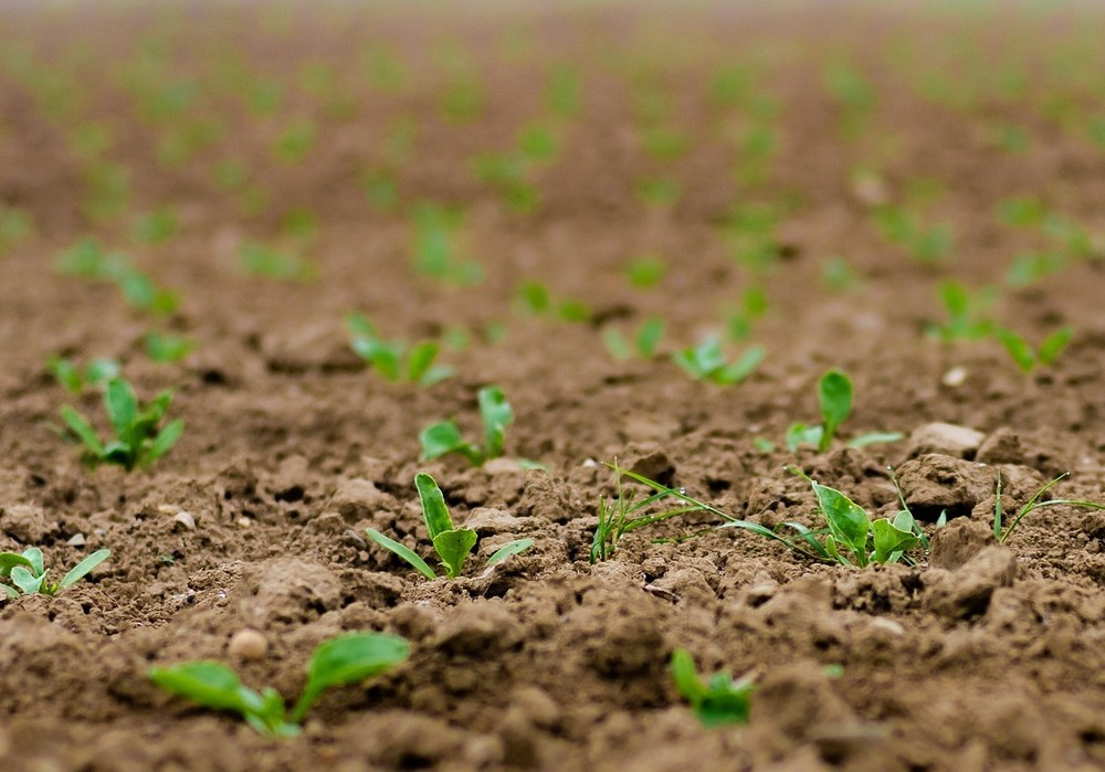 La mejora vegetal es el aliado fundamental para la agricultura sostenible, según un nuevo estudio
