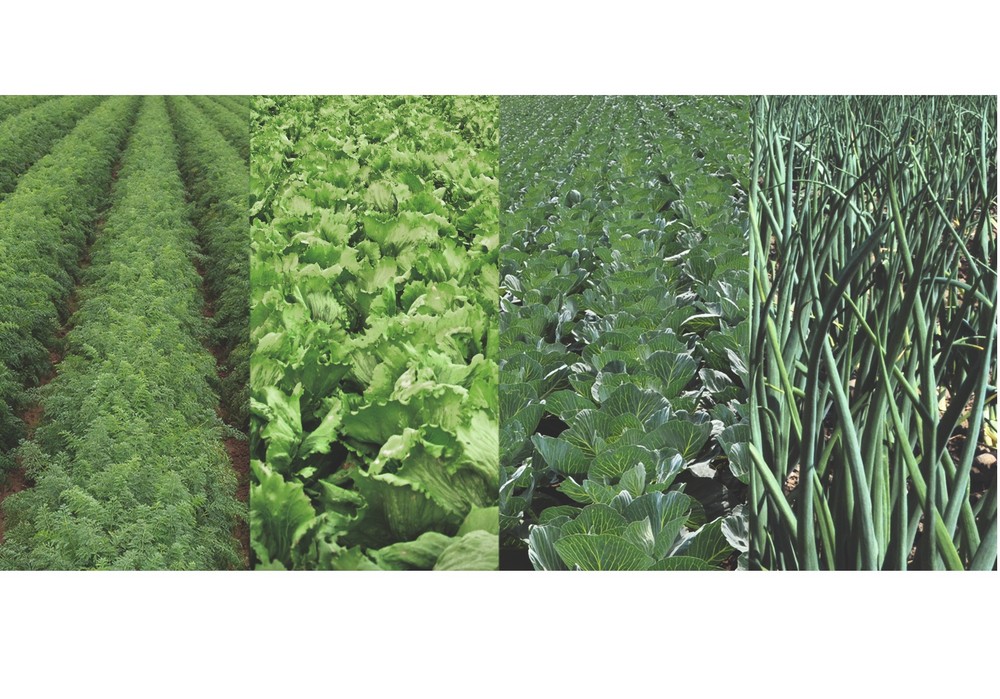 Corteva Agriscience y Bejo firman un acuerdo de investigación para la edición de genomas con fines agrícolas