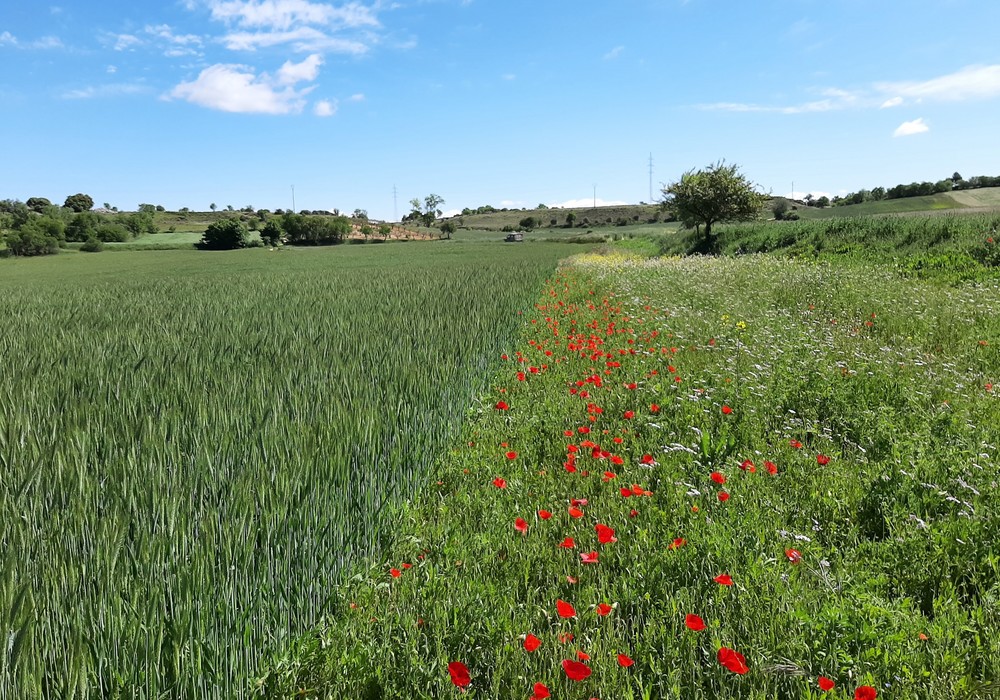 Syngenta se marca el objetivo de mejorar la biodiversidad y la salud del suelo en tres millones de hectáreas de tierras de cultivo