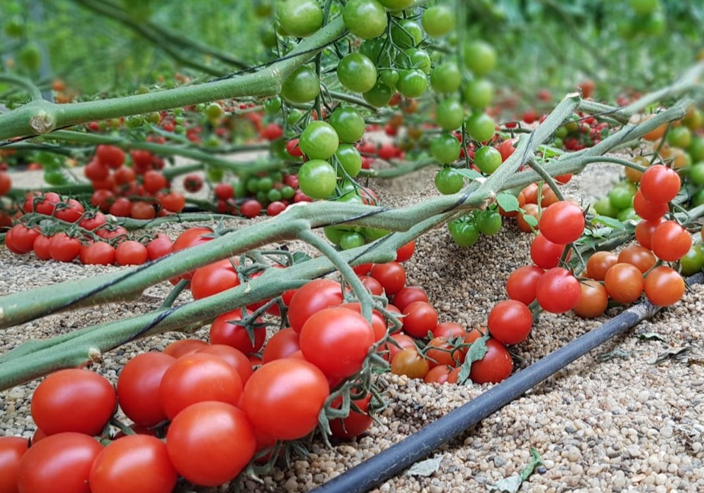 Investigadores del CSIC descubren un nuevo mecanismo para controlar la maduración del tomate