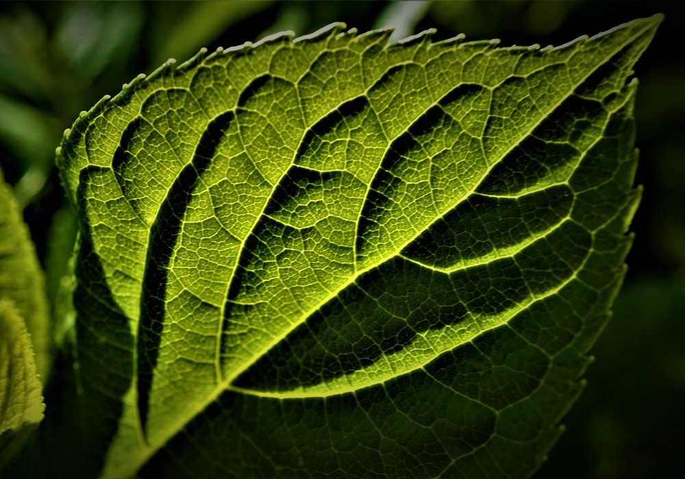 Las plantas de cultivo pueden adaptarse a crecer en condiciones de sombra
