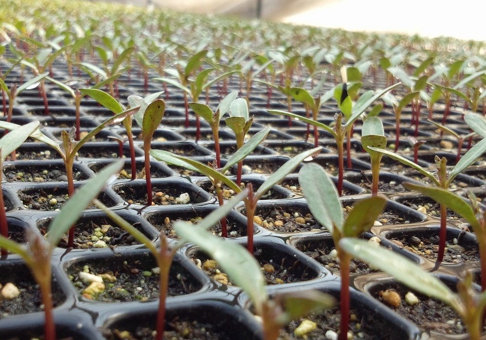 El Gobierno modifica los reglamentos de los registros de variedades vegetales