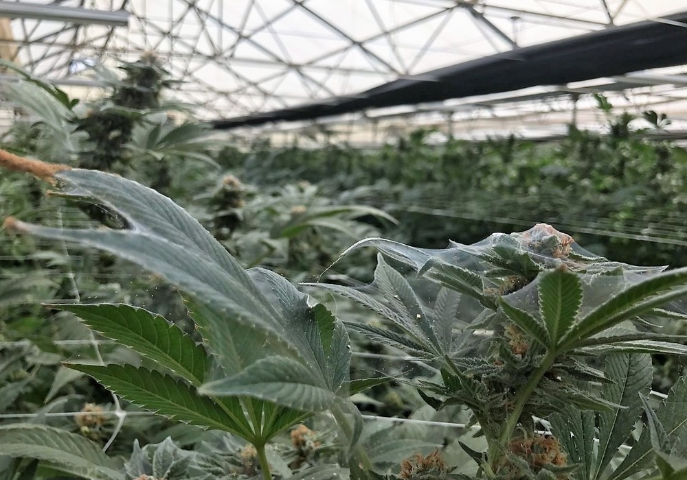 Comprender cómo controlar la araña roja en el cannabis medicinal