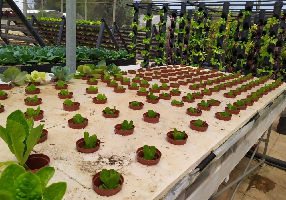 El Gobierno regional fomenta la acuaponía como motor de crecimiento y alternativa a la explotación agrícola tradicional