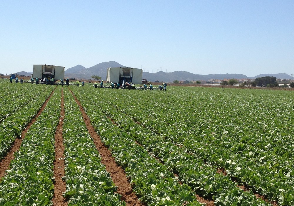 Lechugas resistentes a la nueva raza Bremia  BL: 37EU fruto de la investigación de ISI Sementi