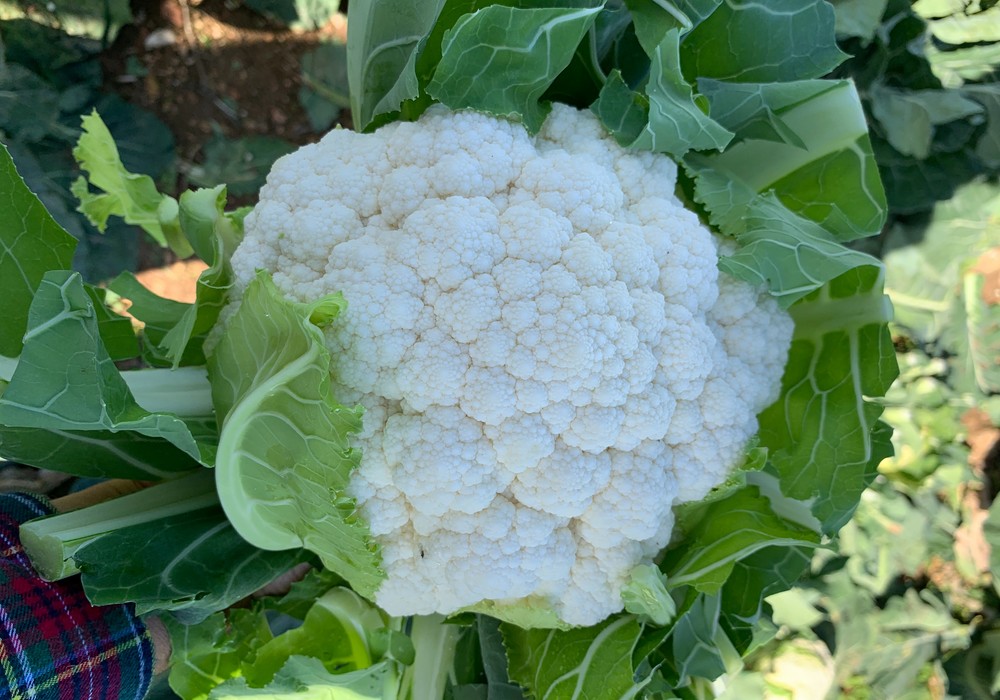 Coliflores y brócolis, líneas importantes de breeding de ISI Sementi
