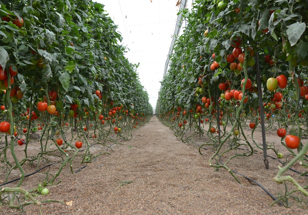 Dagonis®, el fungicida de última generación que se adapta a cada cultivo