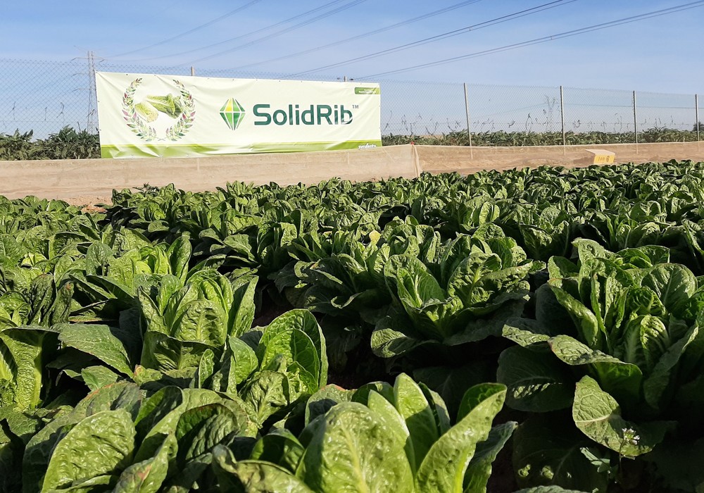 Syngenta, innovación y resistencias en lechuga y brásicas para una agricultura más sostenible