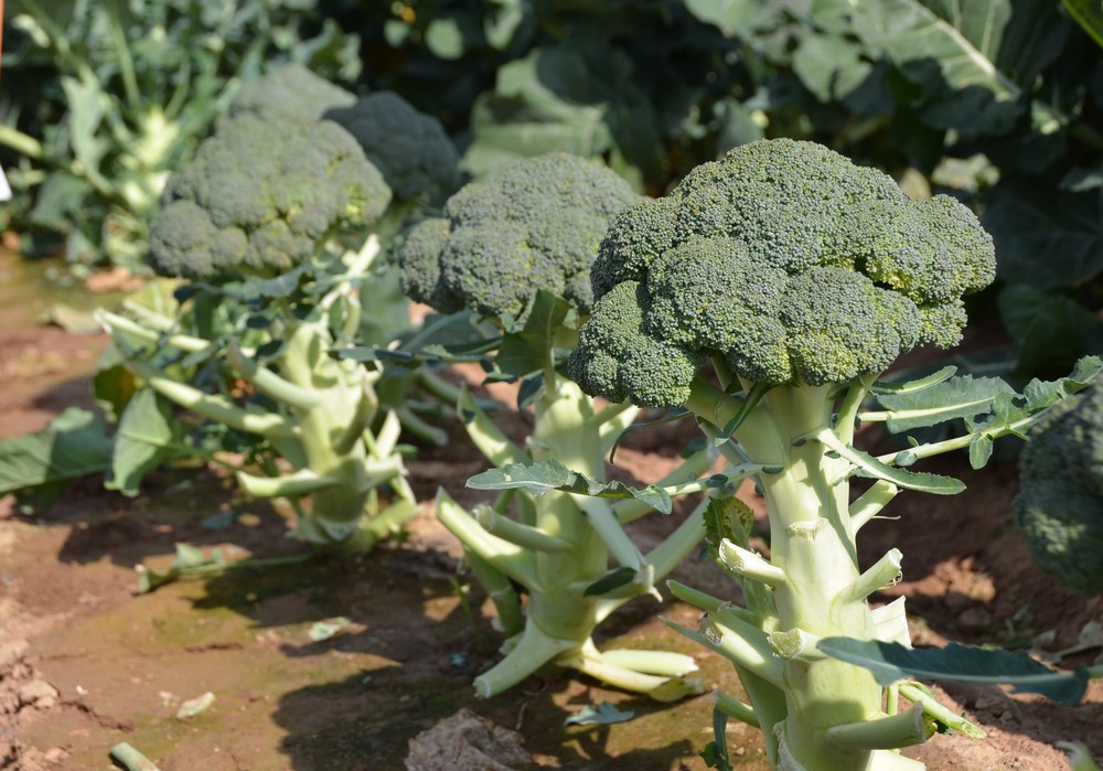 Rijk Zwaan completa los ciclos de invierno en bró-coli con una postcosecha insuperable