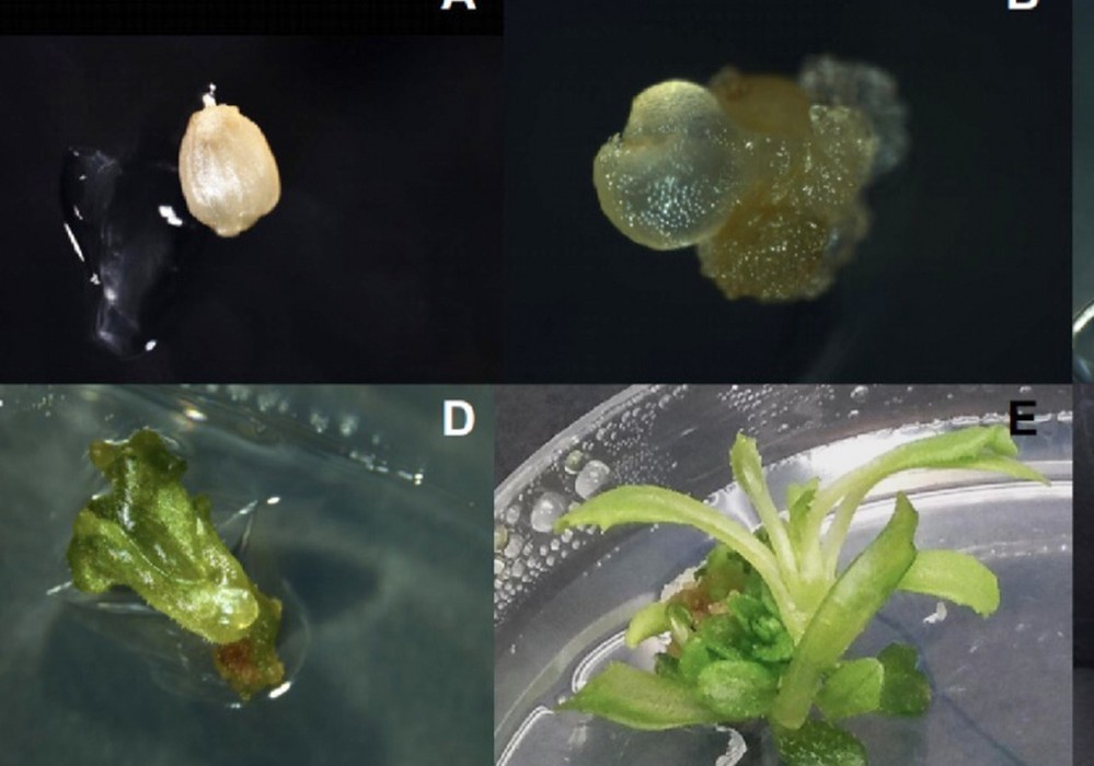 El Ministerio de Ciencia e Innovación renueva el galardón a Meridiem Seeds como empresa innovadora