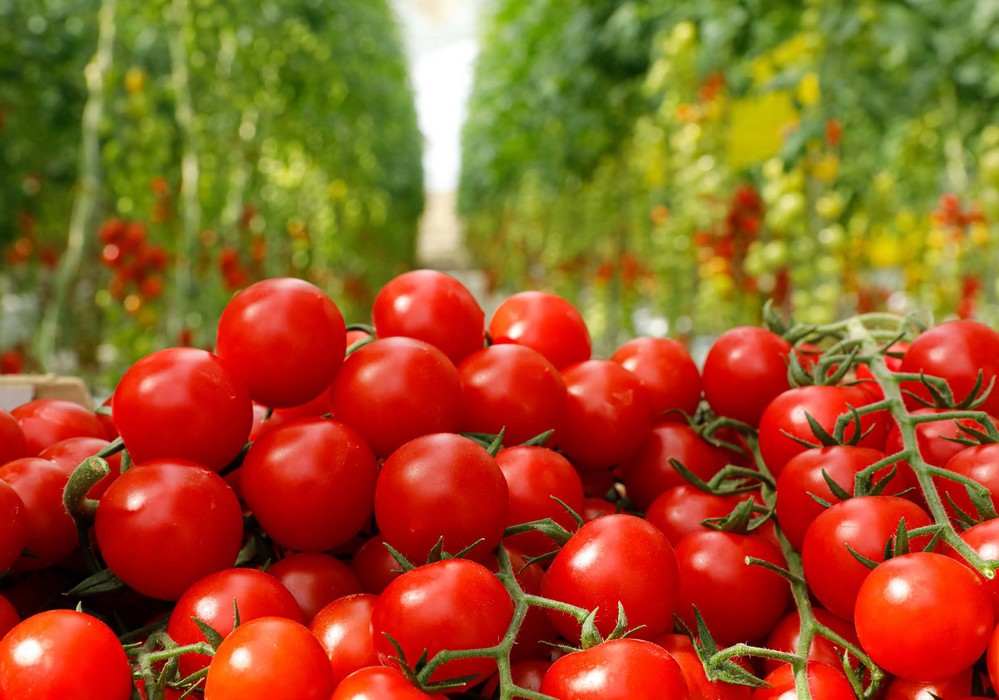 IQV Agro aporta con PIREVALLES una elevada eficacia frente a plagas importantes