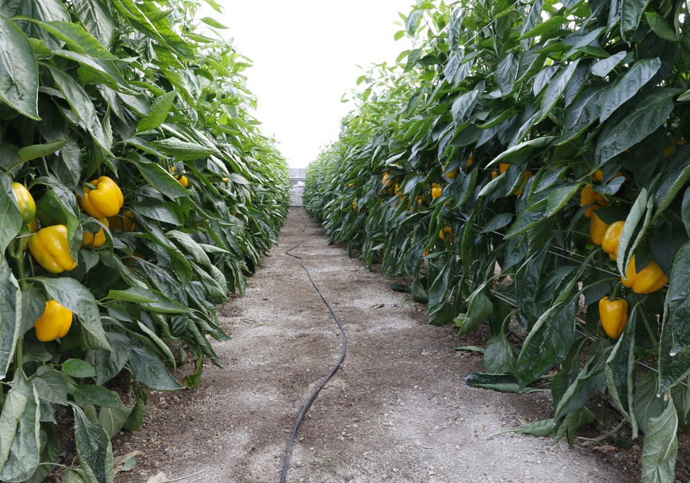 Éxito en el cultivo del pimiento con Fertilizantes Líquidos Nutri Liquid de ICL