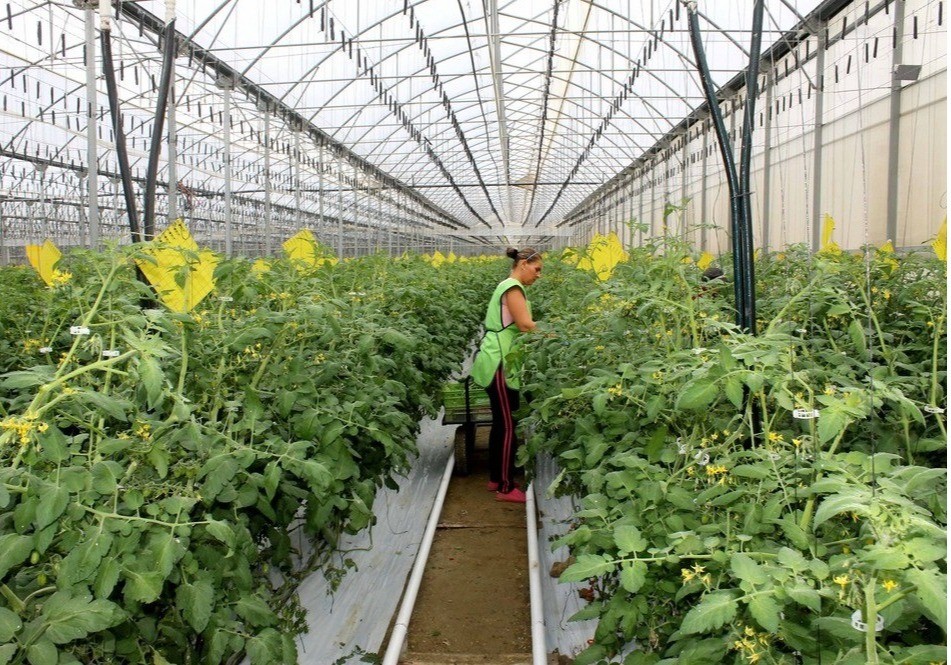 El Ministerio de Agricultura convoca las ayudas del Programa CULTIVA para las estancias formativas de jóvenes agricultores