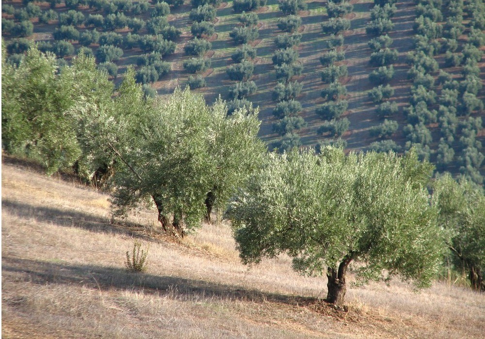 El 10 % de la superficie agraria en España ya es ecológica y supera los 2,4 millones de hectáreas en 2020