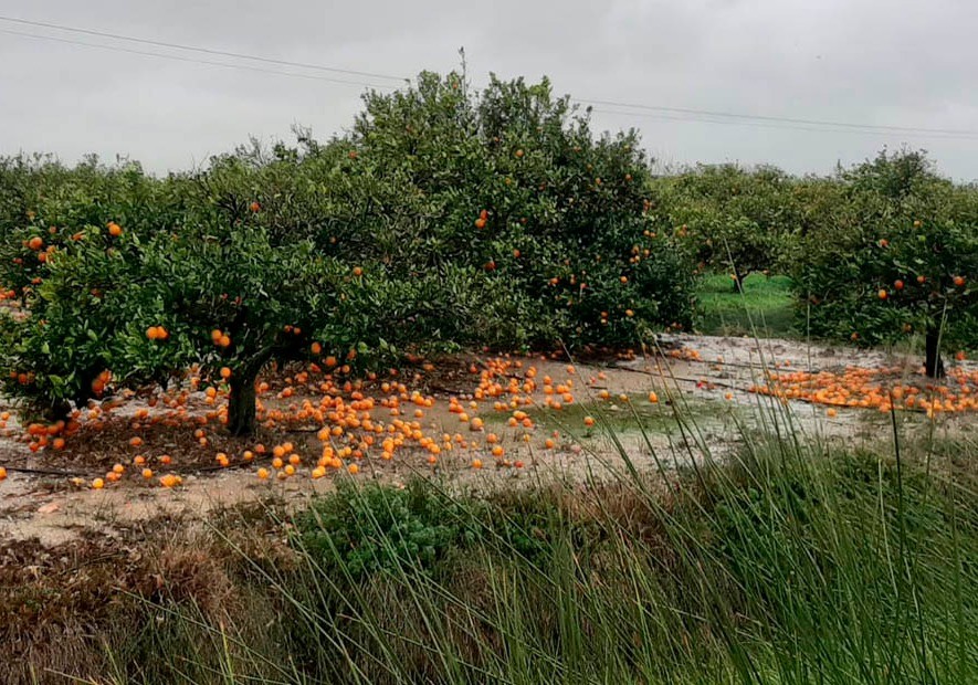 Agroseguro registra el peor mes de junio de la historia del seguro agrario con indemnizaciones superiores a los 111 millones de euros