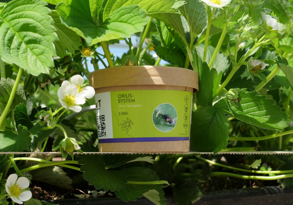 Biobest presenta sus nuevos envases biodegradables que mejoran el rendimiento del Orius-System