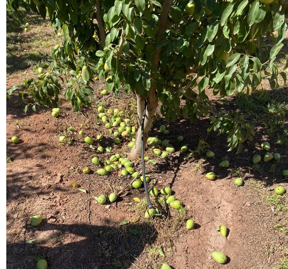 COAG Murcia alerta de las consecuencias de las altas temperaturas en cultivos de la Región