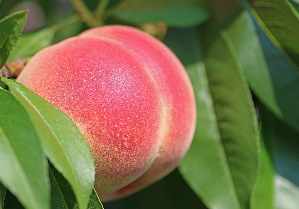 La fruta de hueso mantiene un buen nivel de comercialización, con salidas fluidas