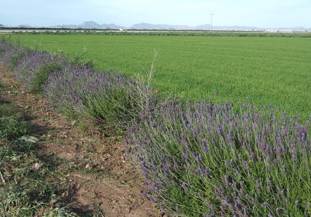  El IMIDA anima a plantar en las explotaciones agrícolas de la Región setos y estructuras vegetales creadas con especies autóctonas