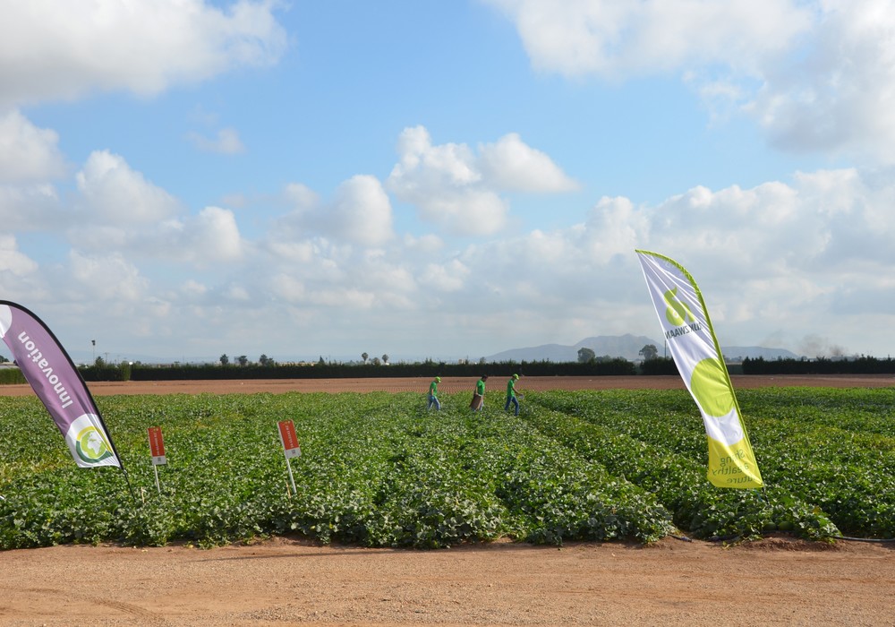 Rijk Zwaan inspira las nuevas preferencias en melón y sandía del consumidor