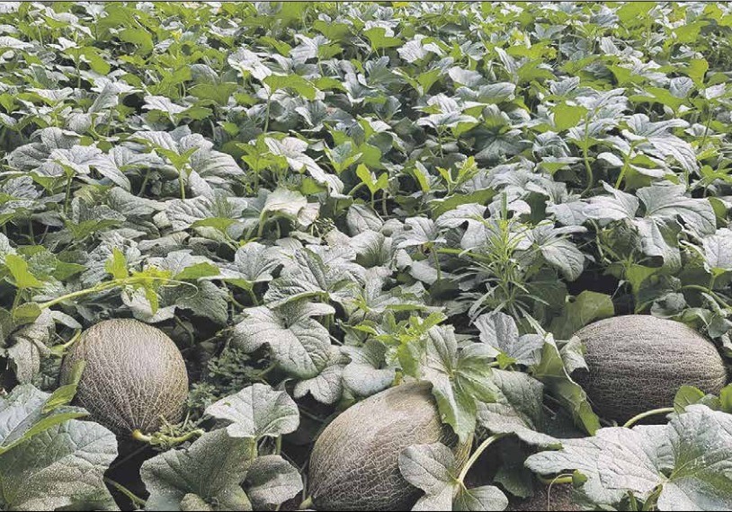 La defensa y promoción del melón preocupa en el sector agrario