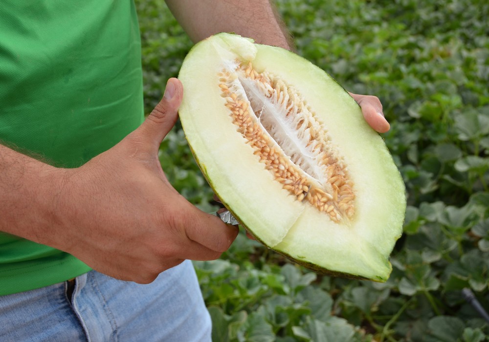 Diversidad en calibres, sabor y larga vida útil convierten a Mellissimo®  en la línea líder en exportación