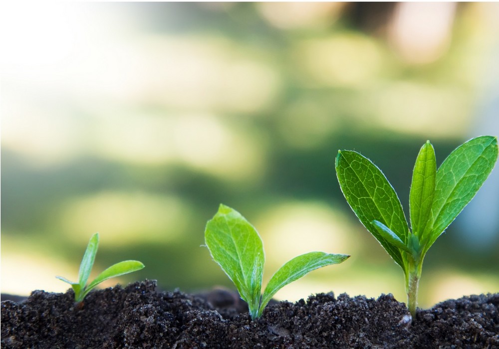 El Gobierno adapta la normativa nacional sobre sanidad vegetal a los nuevos reglamentos de la UE