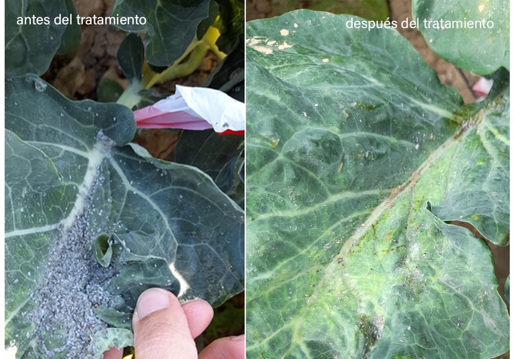 Nostoc Biotech ayuda a combatir el pulgón