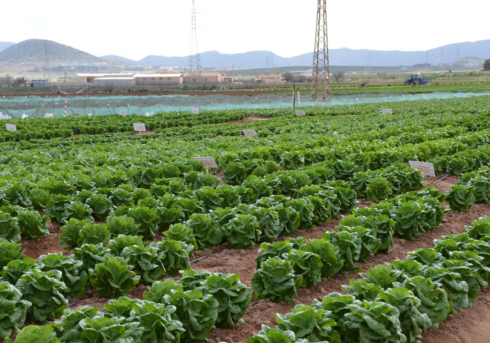 La Comunidad abre el plazo para la concesión de 11 millones en ayudas para modernizar explotaciones agrícolas y ganaderas