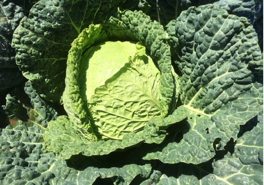 Tozer Ibérica presenta sus nuevas variedades de semillas hortícolas