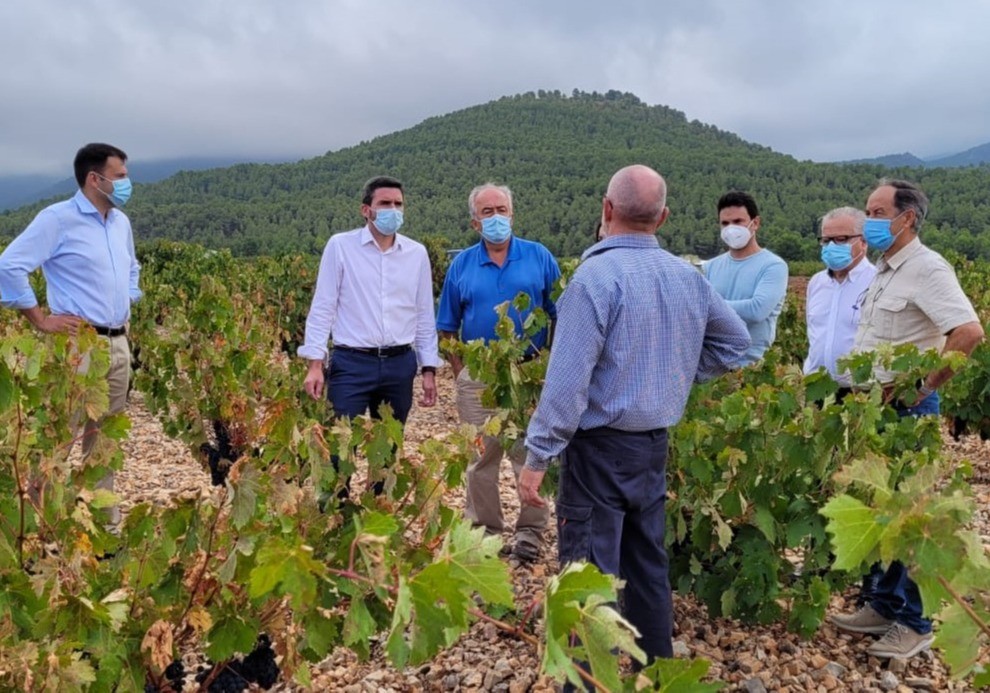 La Comunidad apoya al sector vitivinícola a través de ayudas y líneas de investigación que impulsen la modernización y competitividad