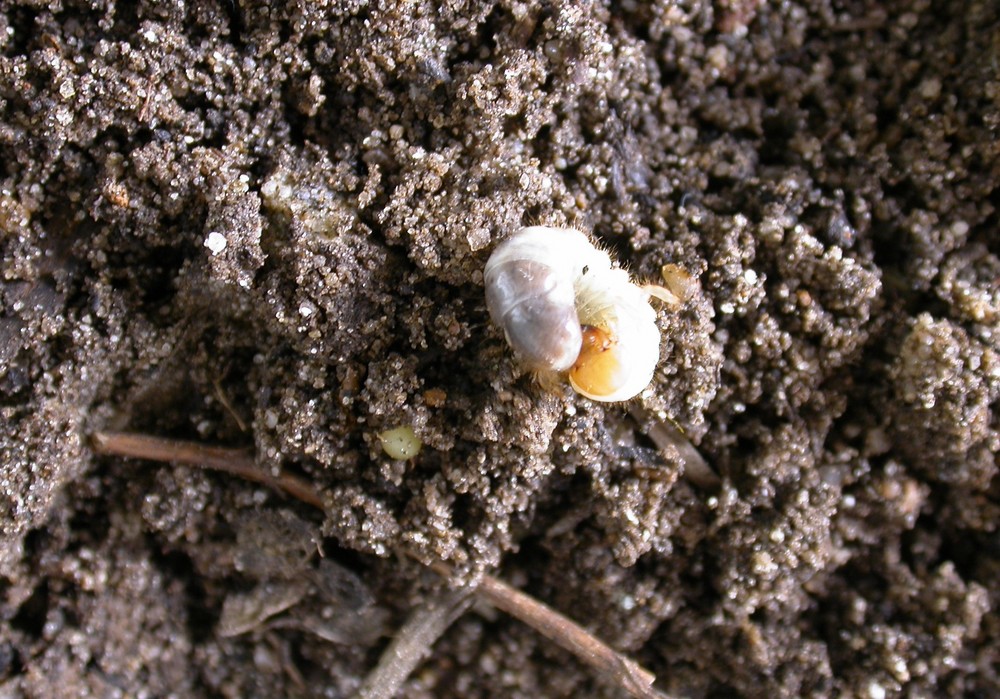 B-Green combate biológicamente las larvas de escarabajo