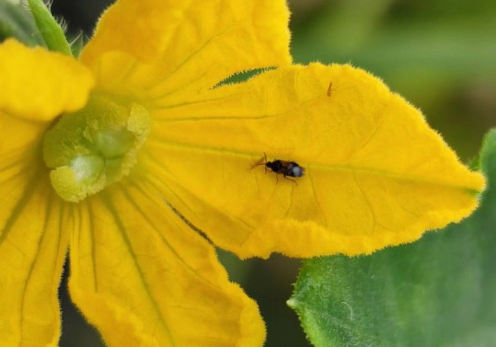 Agrobío, innovación para optimizar el control biológico