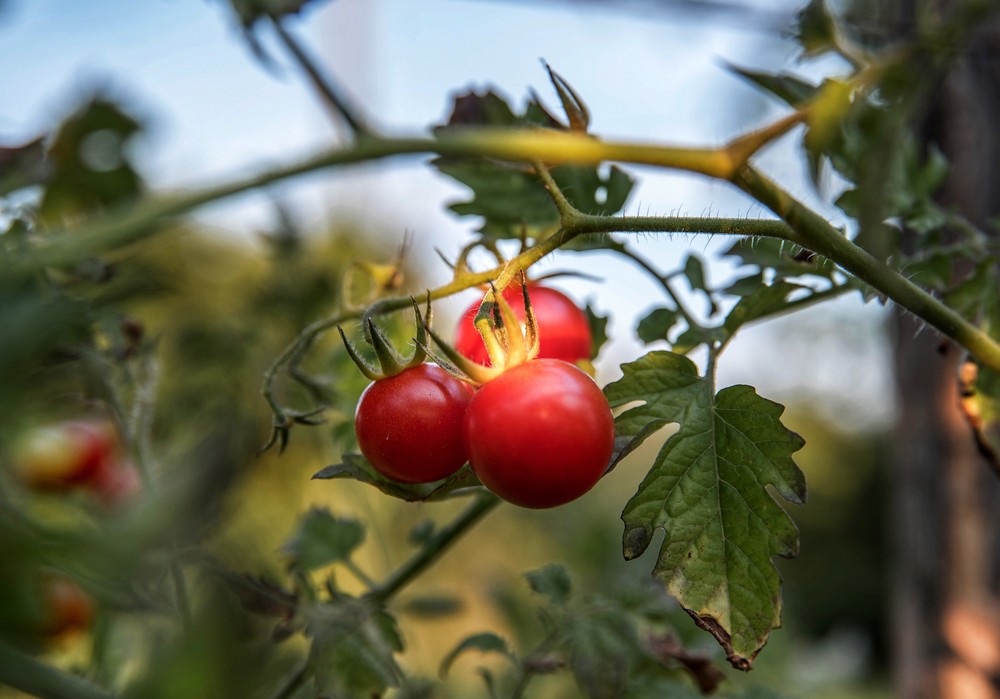 BioWin® Integrated Solutions, la solución de Kenogard para los nuevos retos de la agricultura