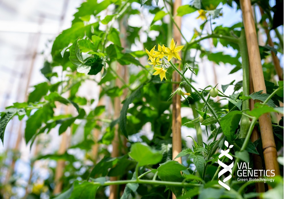 Revolución biotecnológica  en la huerta de Europa