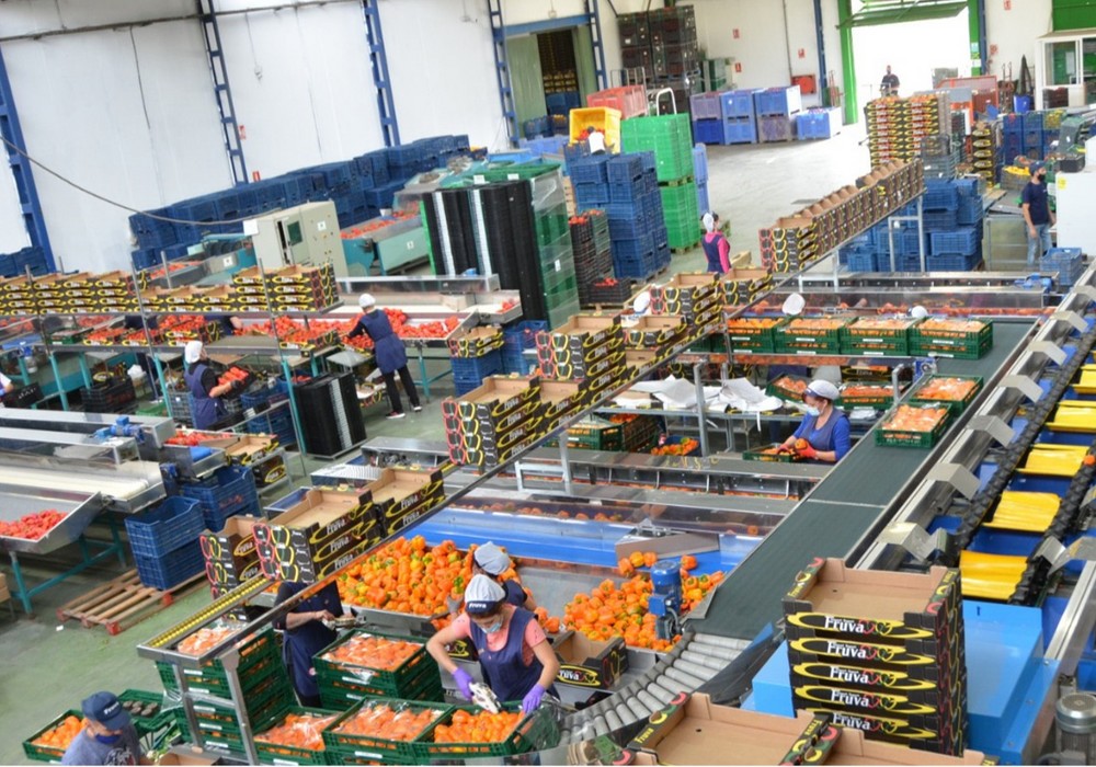 Import-Export Fruva amplía su producción de pepino y berenjena gracias a su calidad y buen servicio