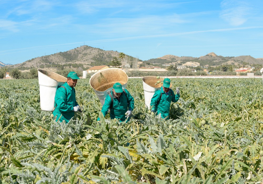Productores de alcachofa afrontan con optimismo una nueva campaña