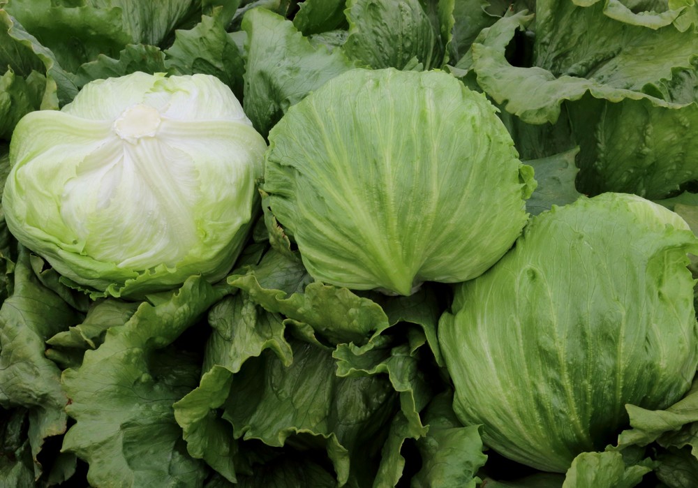 Meridiem Seeds incorpora nuevas resistencias a Bremia y Fusarium en sus variedades comerciales de lechuga